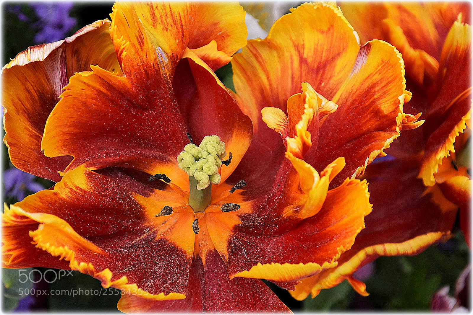 Nikon D7200 sample photo. "flaming tulip" photography