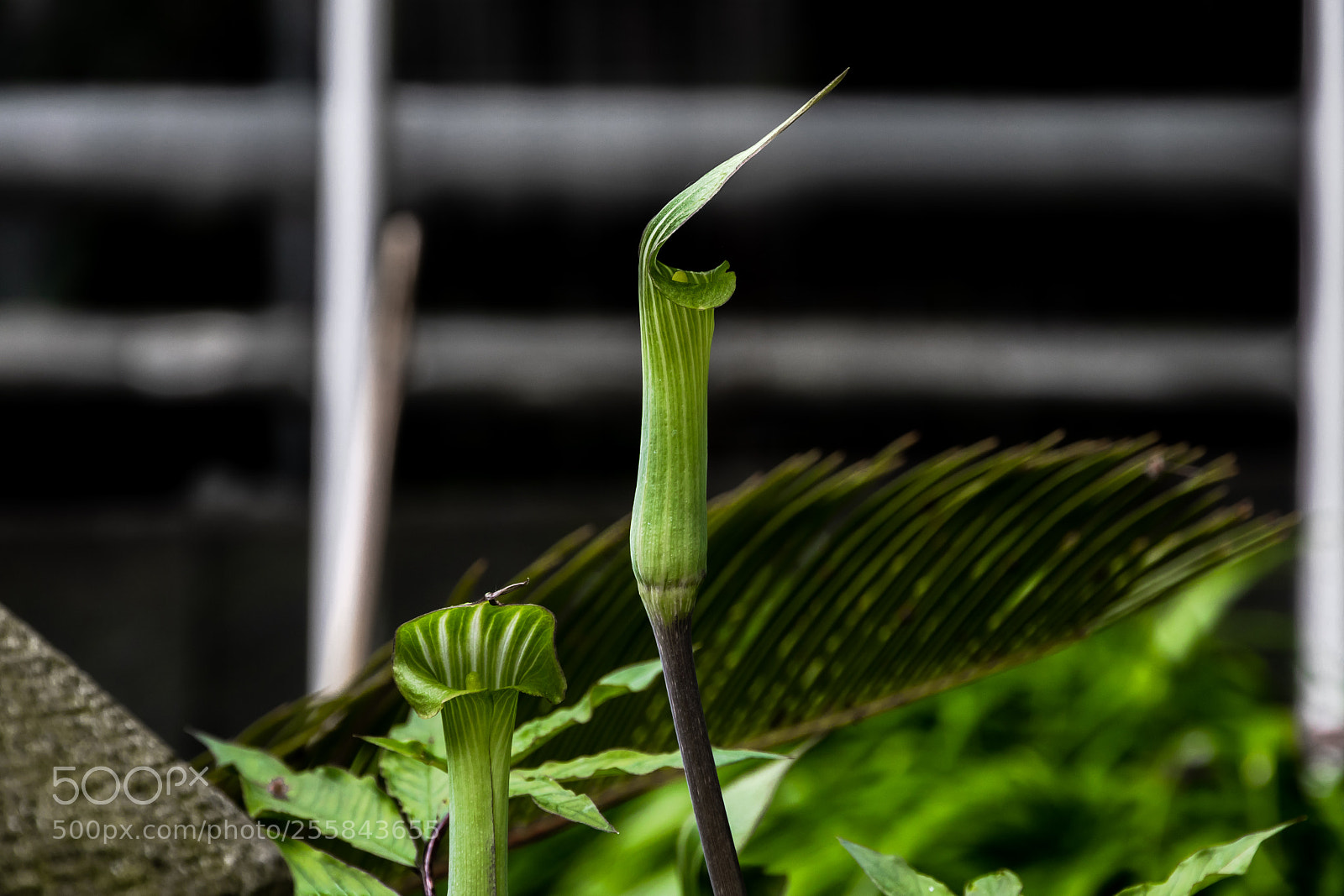 Canon EOS 80D sample photo. Cup plant at hortus photography