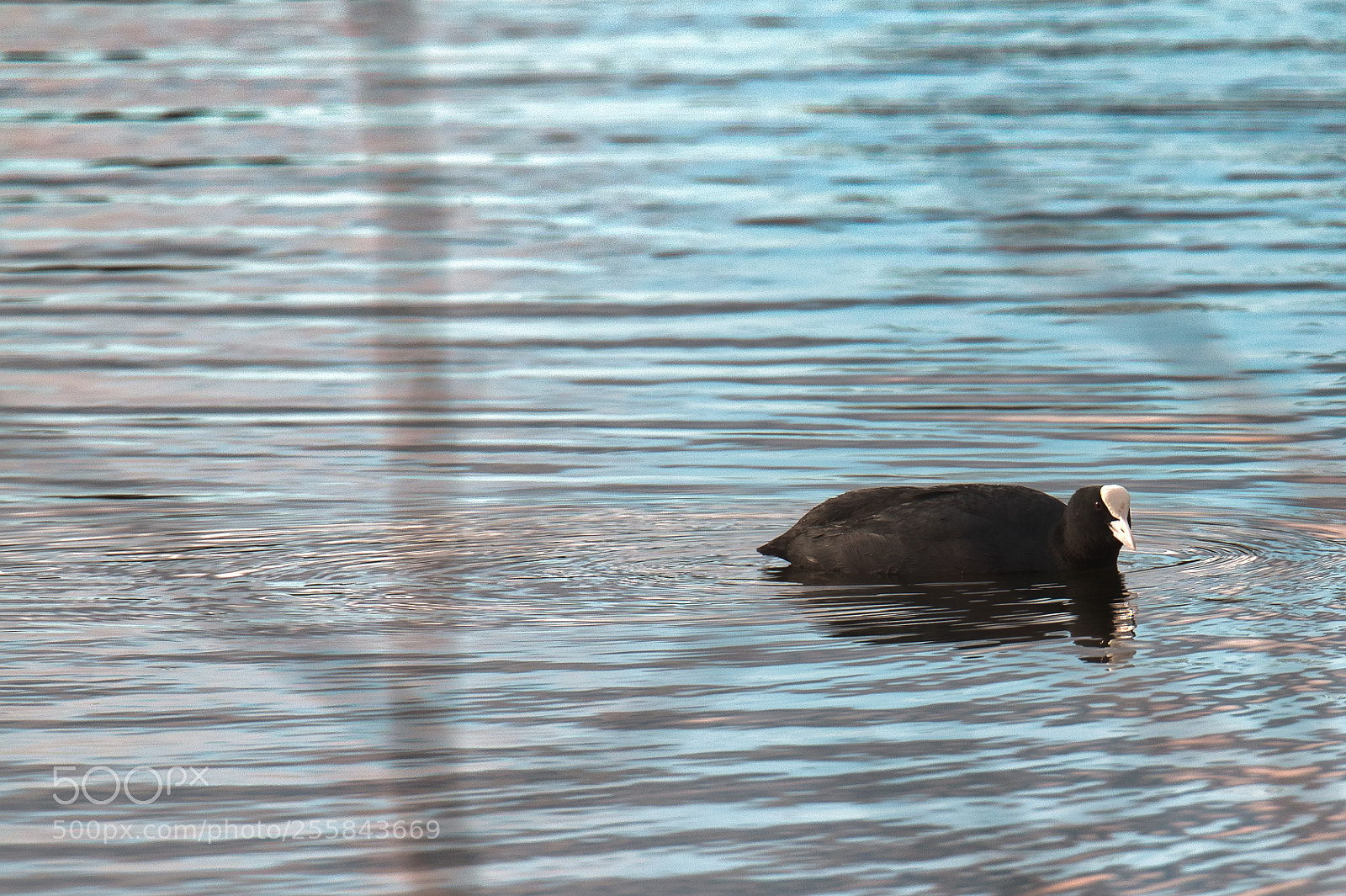 Canon EOS 6D sample photo. Coot photography