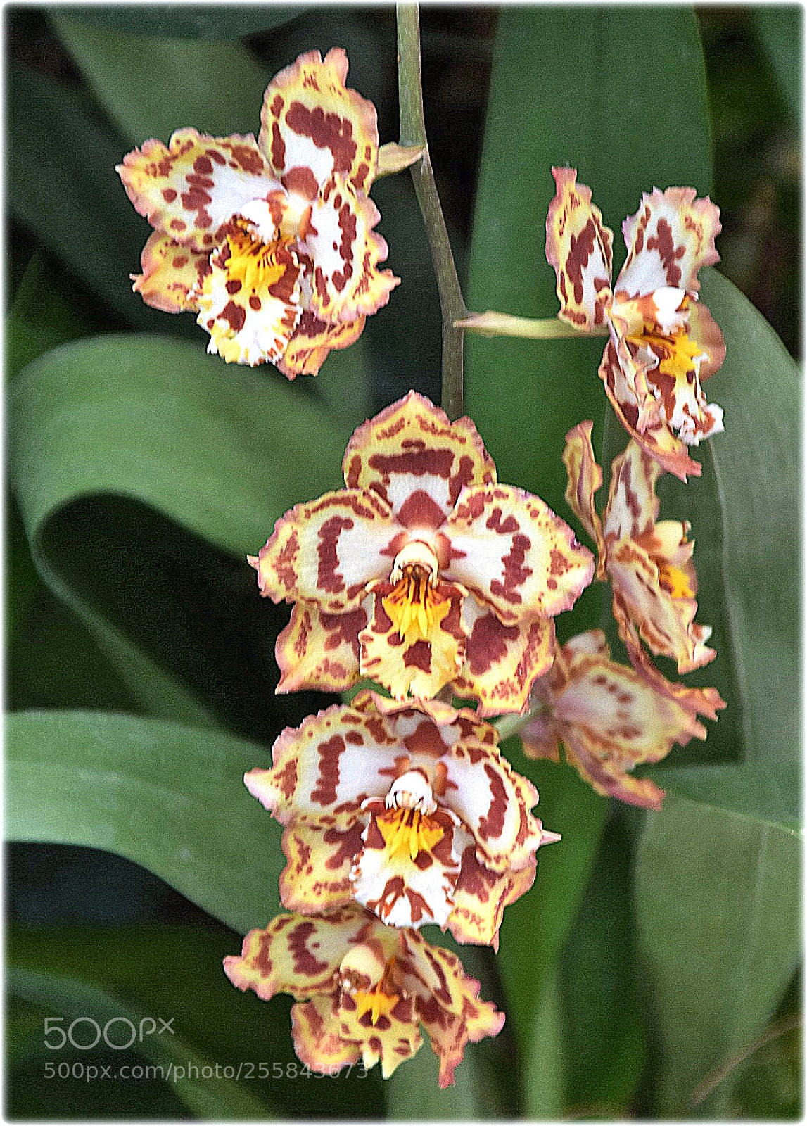 Nikon D7200 sample photo. "orchid,;" photography