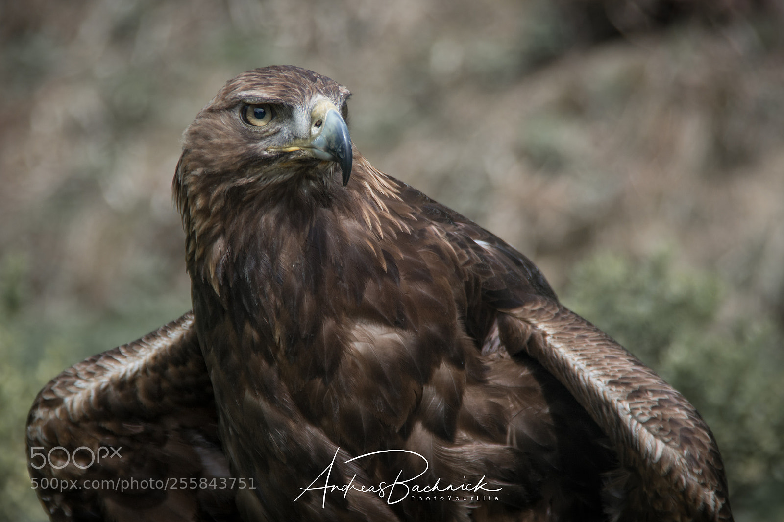 Nikon D5200 sample photo. Golden eagle photography