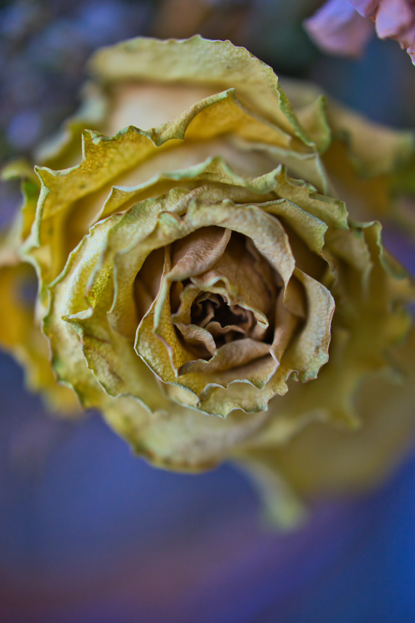 Sony 50mm F2.8 Macro sample photo. Dried green rose photography