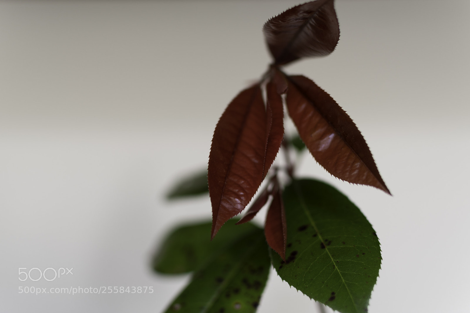 Nikon D7500 sample photo. Colored leaves photography