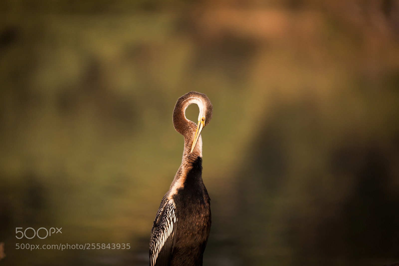 Canon EOS 5D Mark II sample photo. Snake bird photography