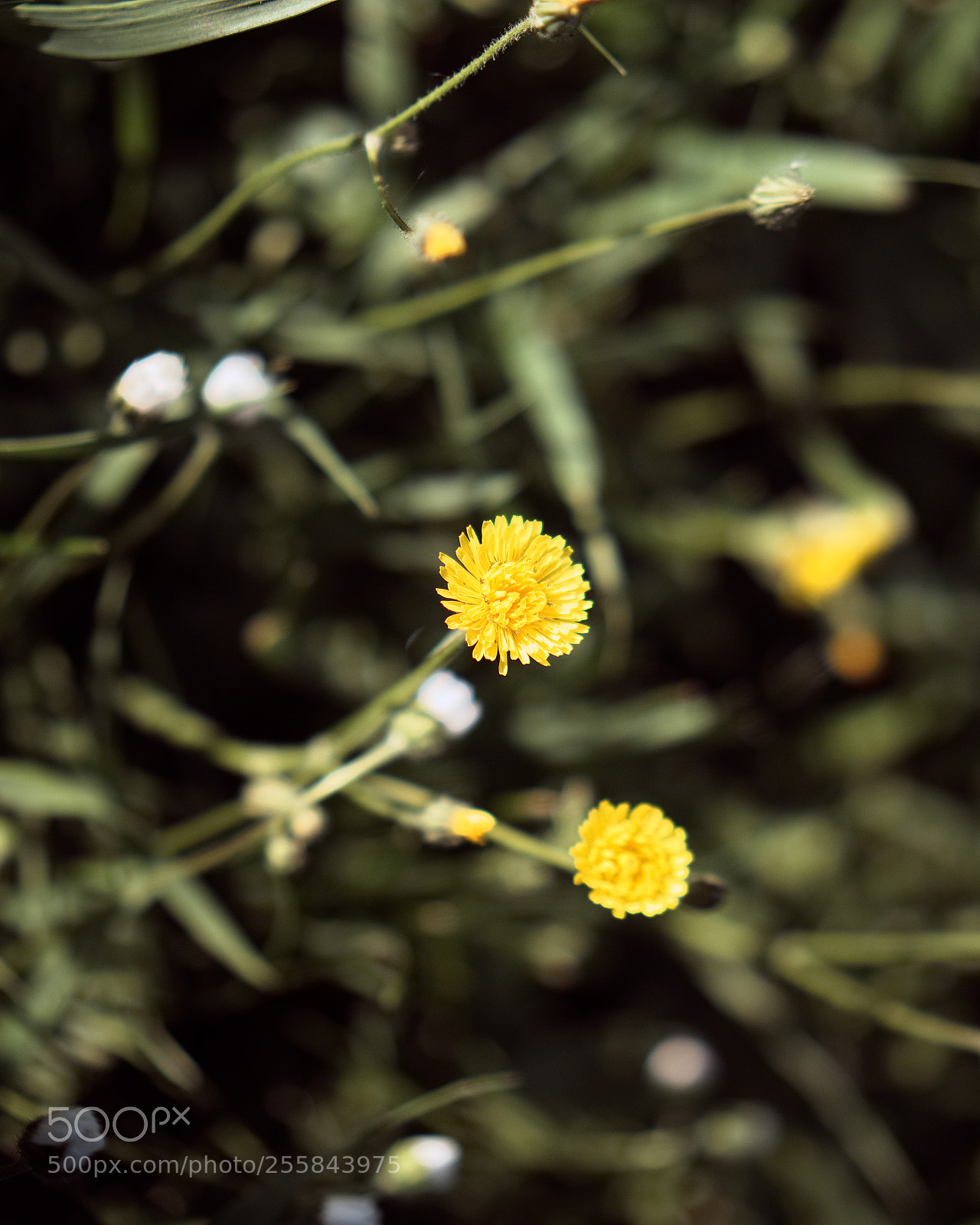 Panasonic Lumix DC-GH5 sample photo. Le printemps dans les photography