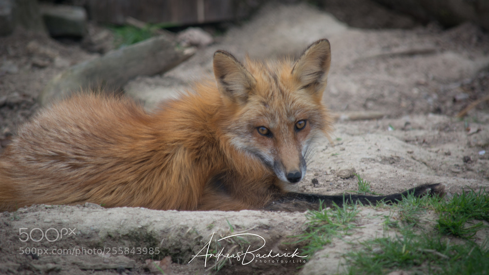 Nikon D5200 sample photo. Redfox photography