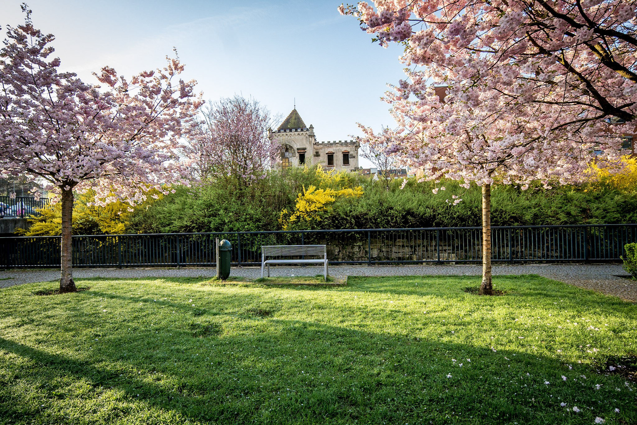 Samsung NX30 sample photo. Trees in jablonec nad nisou photography