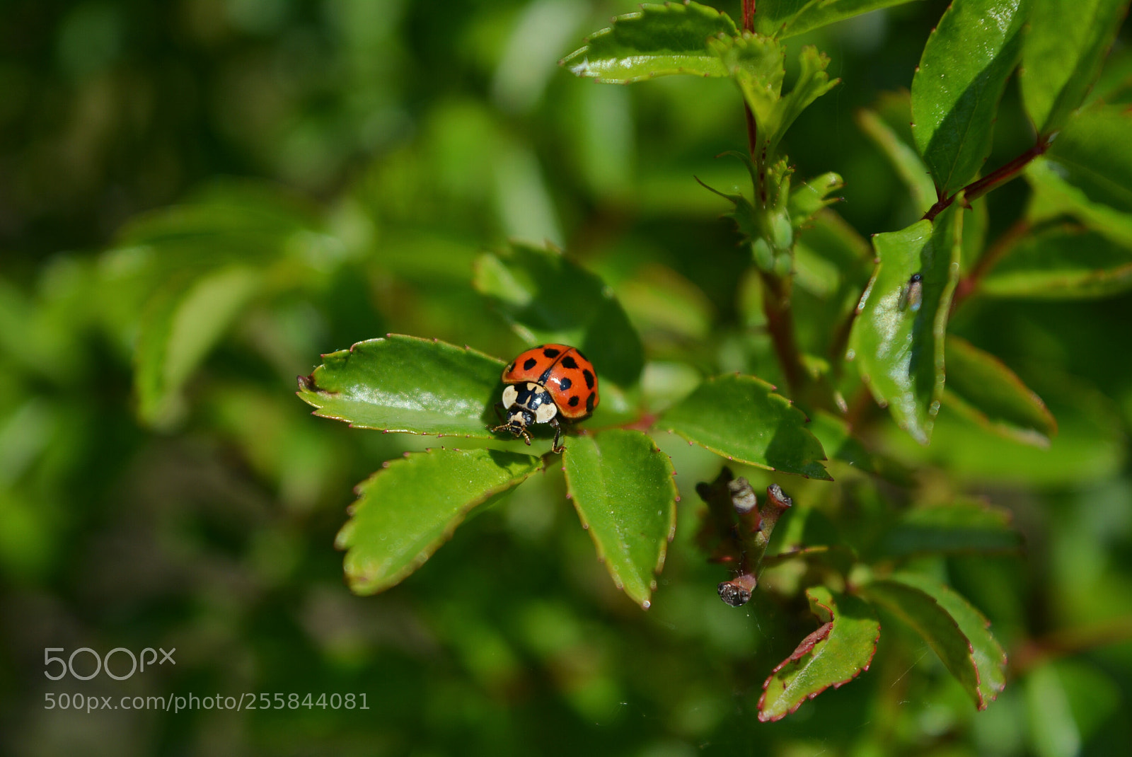 Nikon D5200 sample photo. Biedronka photography