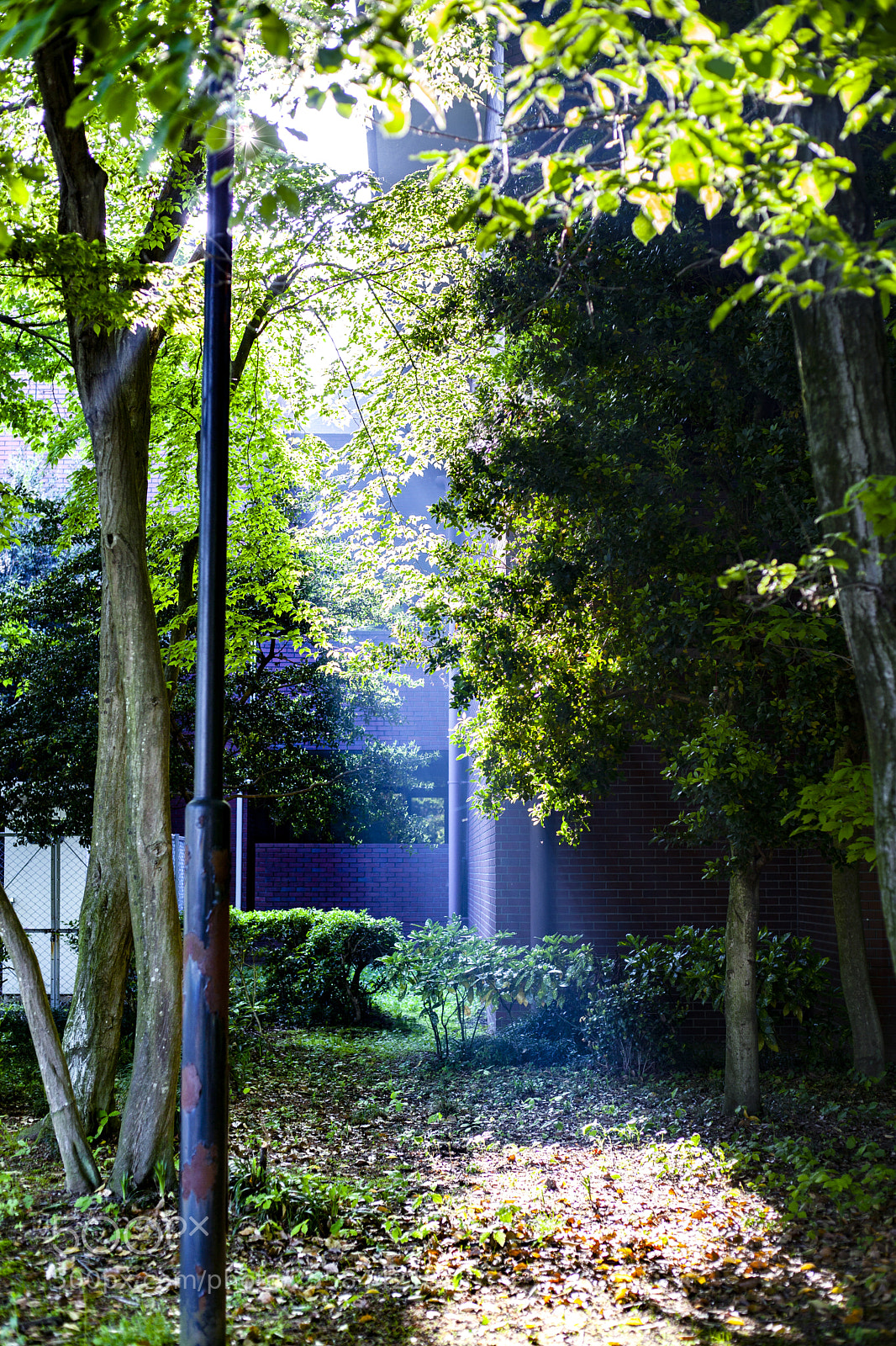 Canon EOS 5D Mark II sample photo. 煌めく  glitter photography