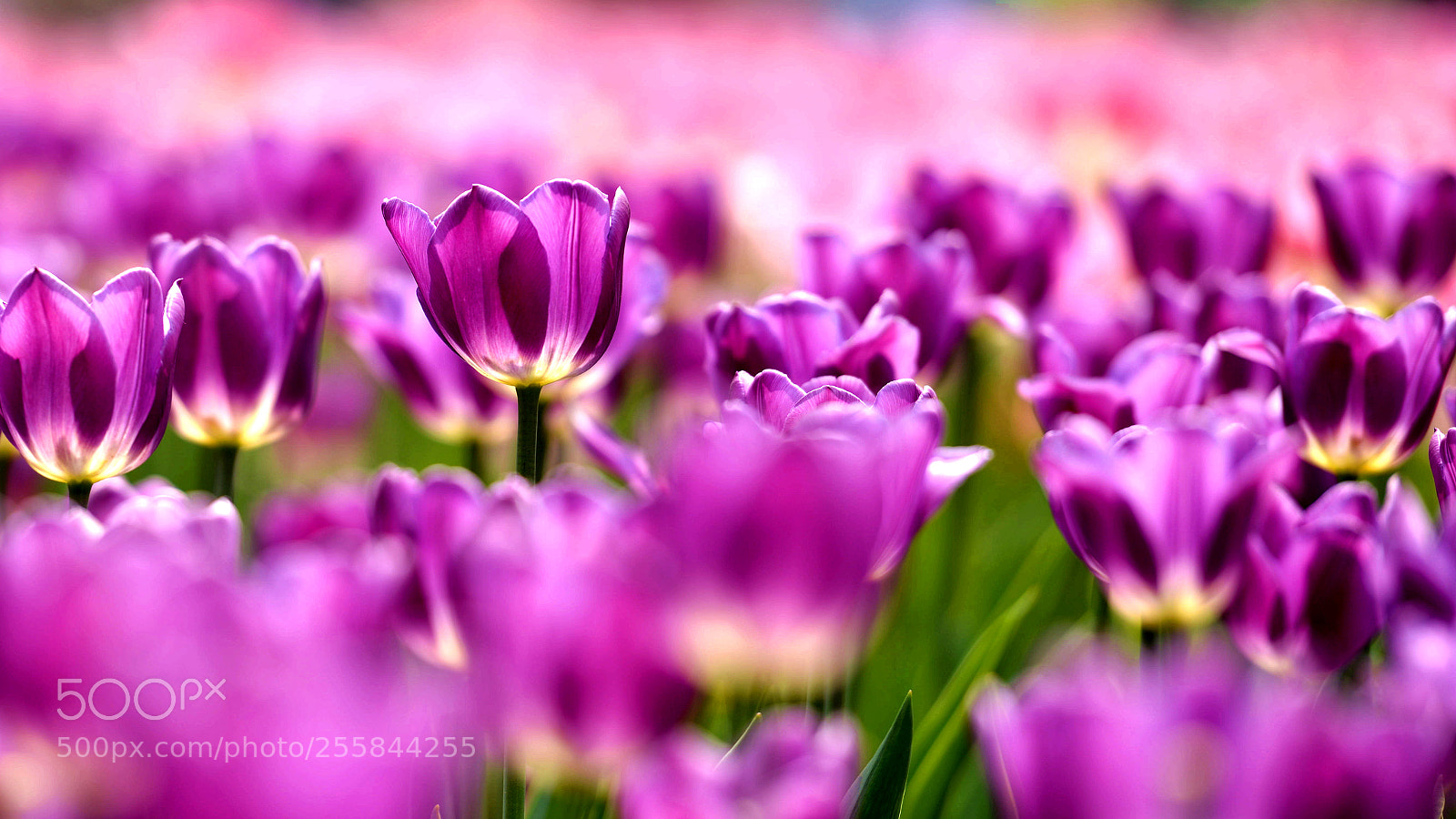 Nikon D800 sample photo. Untitled photography