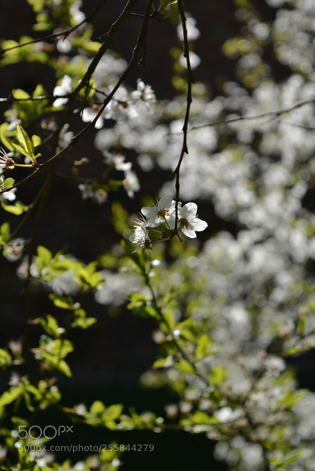 Nikon D5200 sample photo. Mirabelki photography