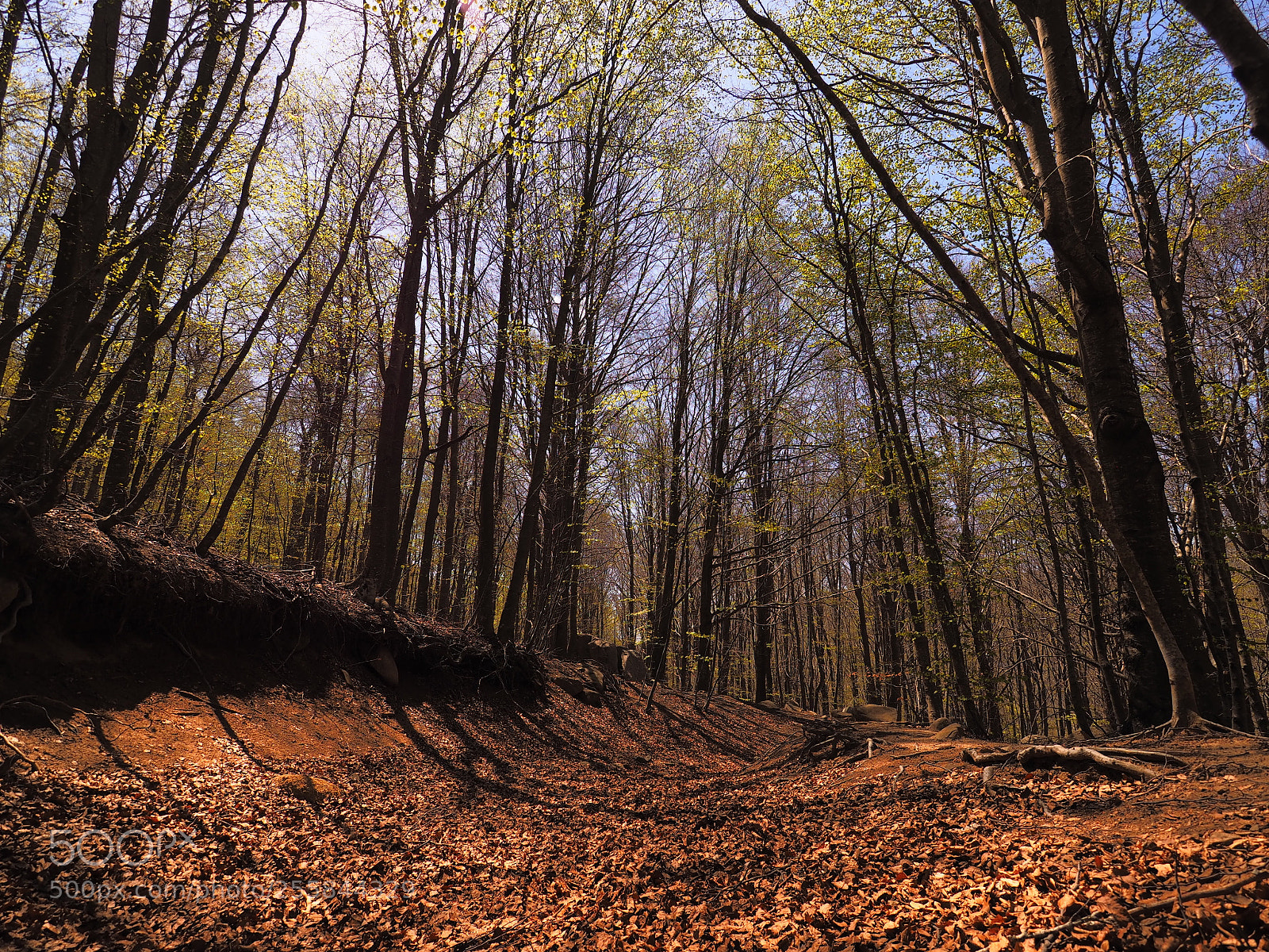 Olympus OM-D E-M10 sample photo. Montseny photography