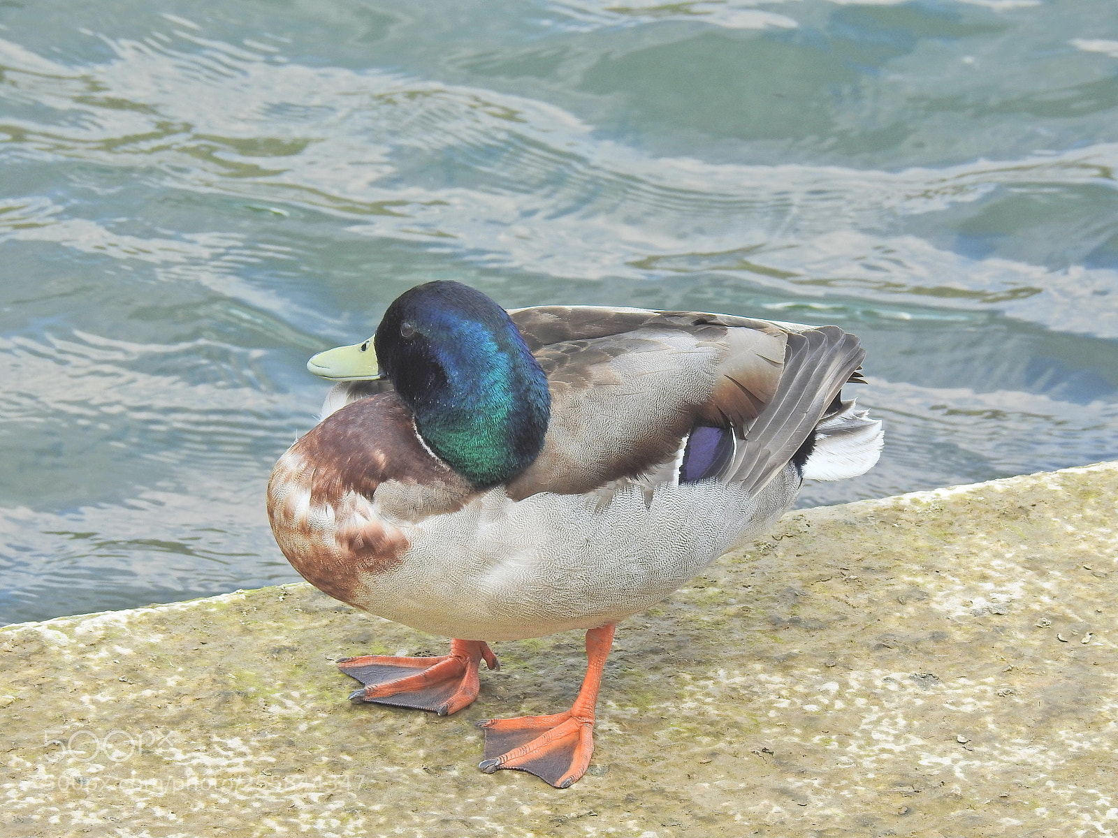 Nikon Coolpix P900 sample photo. Proud duck photography