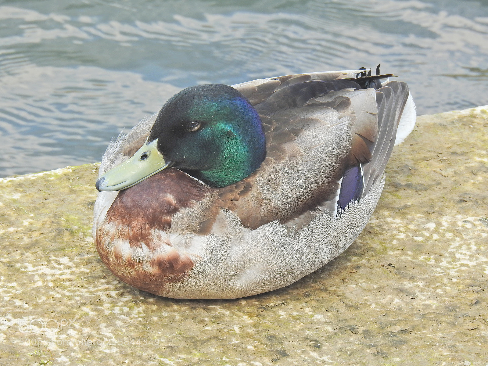 Nikon Coolpix P900 sample photo. Sitting duck photography