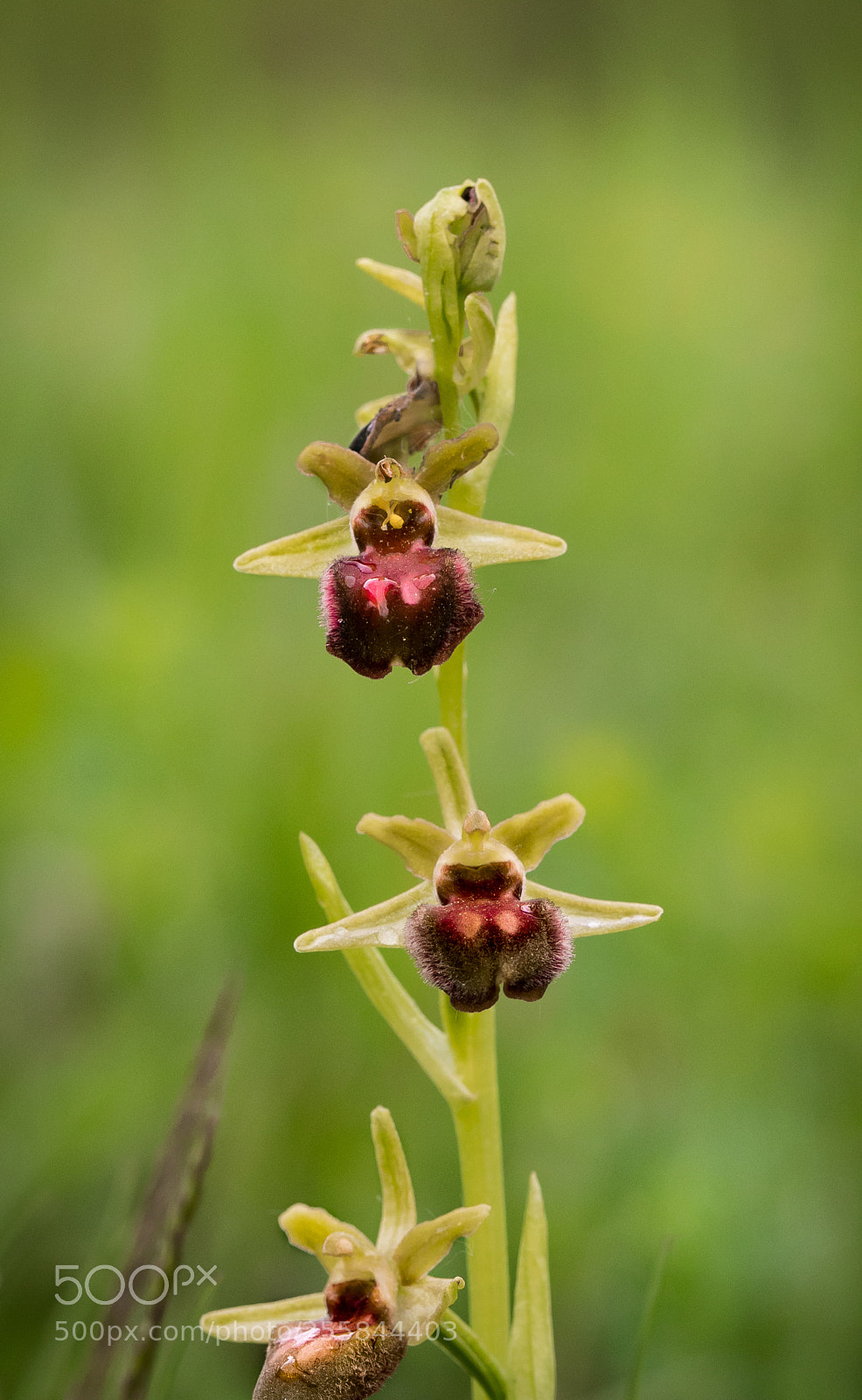 Canon EOS 80D sample photo. Early spider-orchid photography