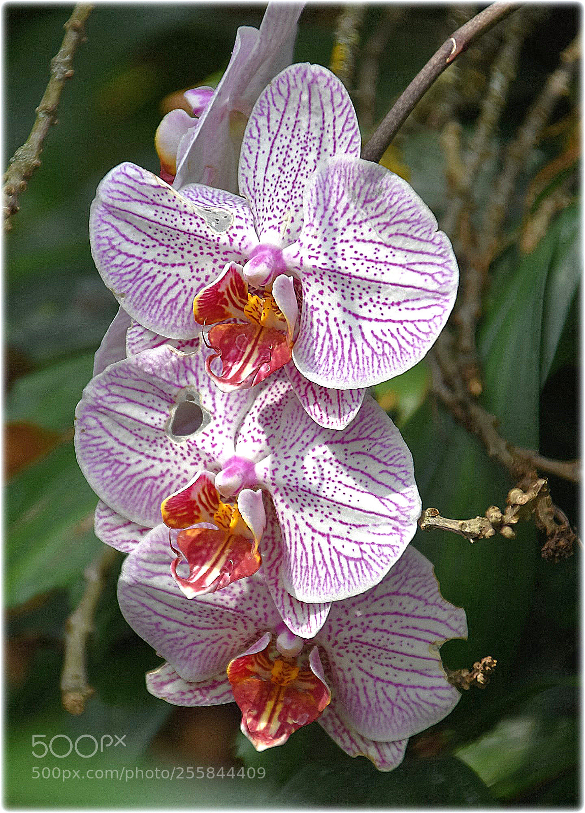 Nikon D7200 sample photo. "orchid,;"" photography