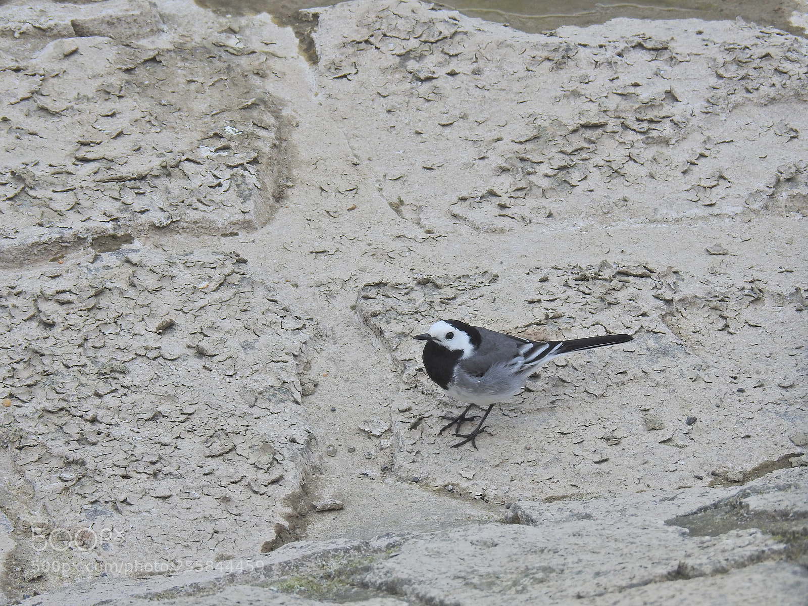 Nikon Coolpix P900 sample photo. Many non colours photography