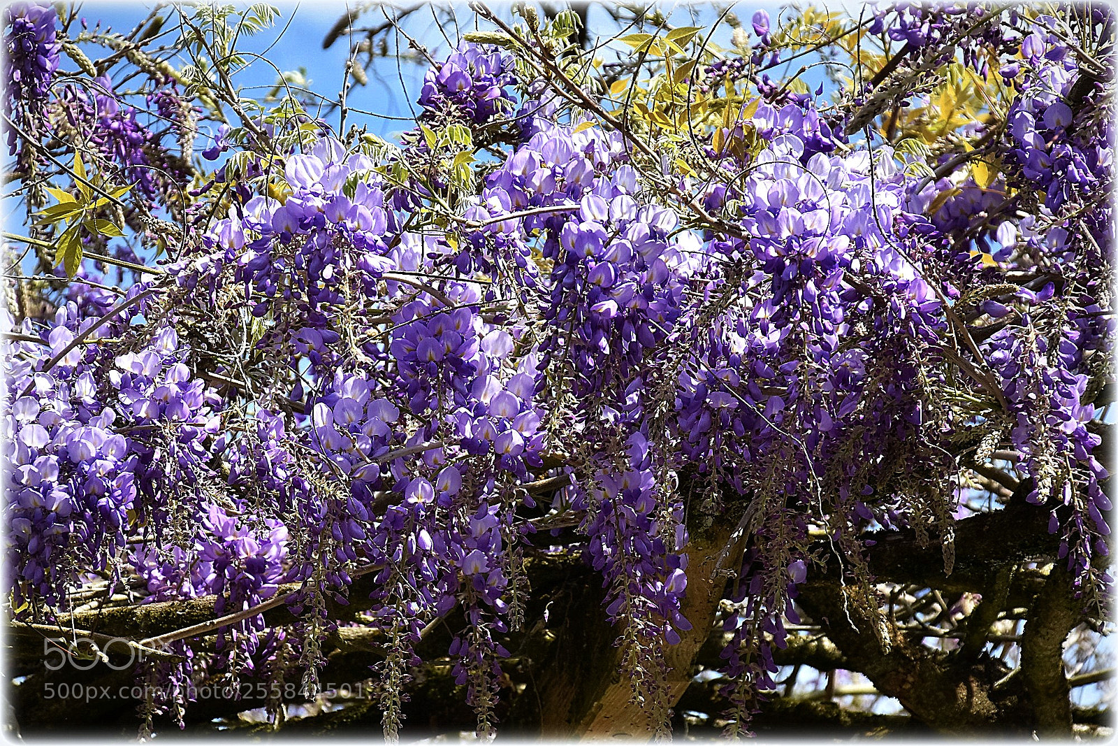 Nikon D7200 sample photo. "flowerpower,;" photography