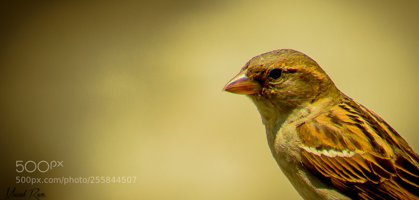 Nikon D3400 sample photo. Pajarillo pecho amarillo. photography