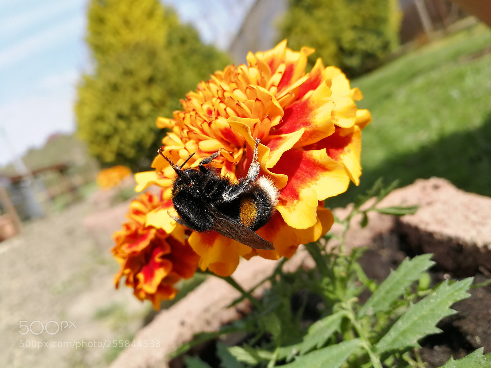 HUAWEI P10 sample photo. Untitled photography