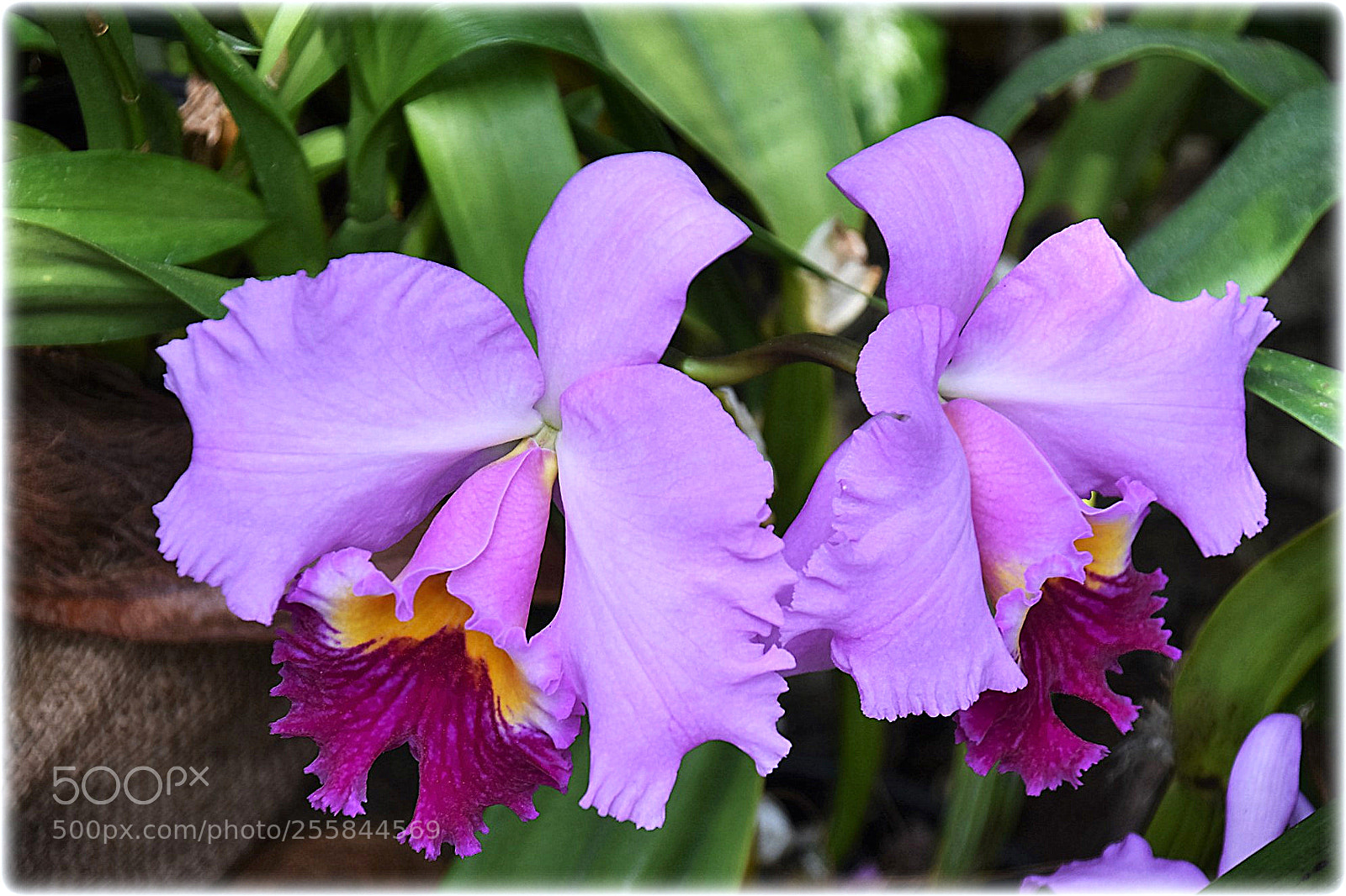 Nikon D7200 sample photo. "orchid,;"" photography