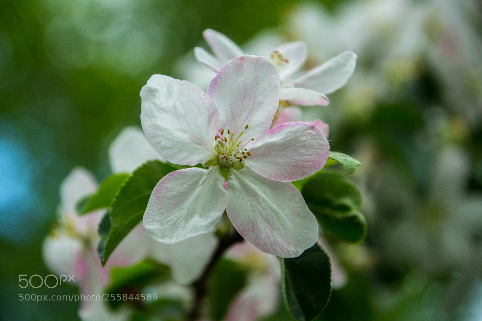 Sony SLT-A58 sample photo. Apple blossom photography