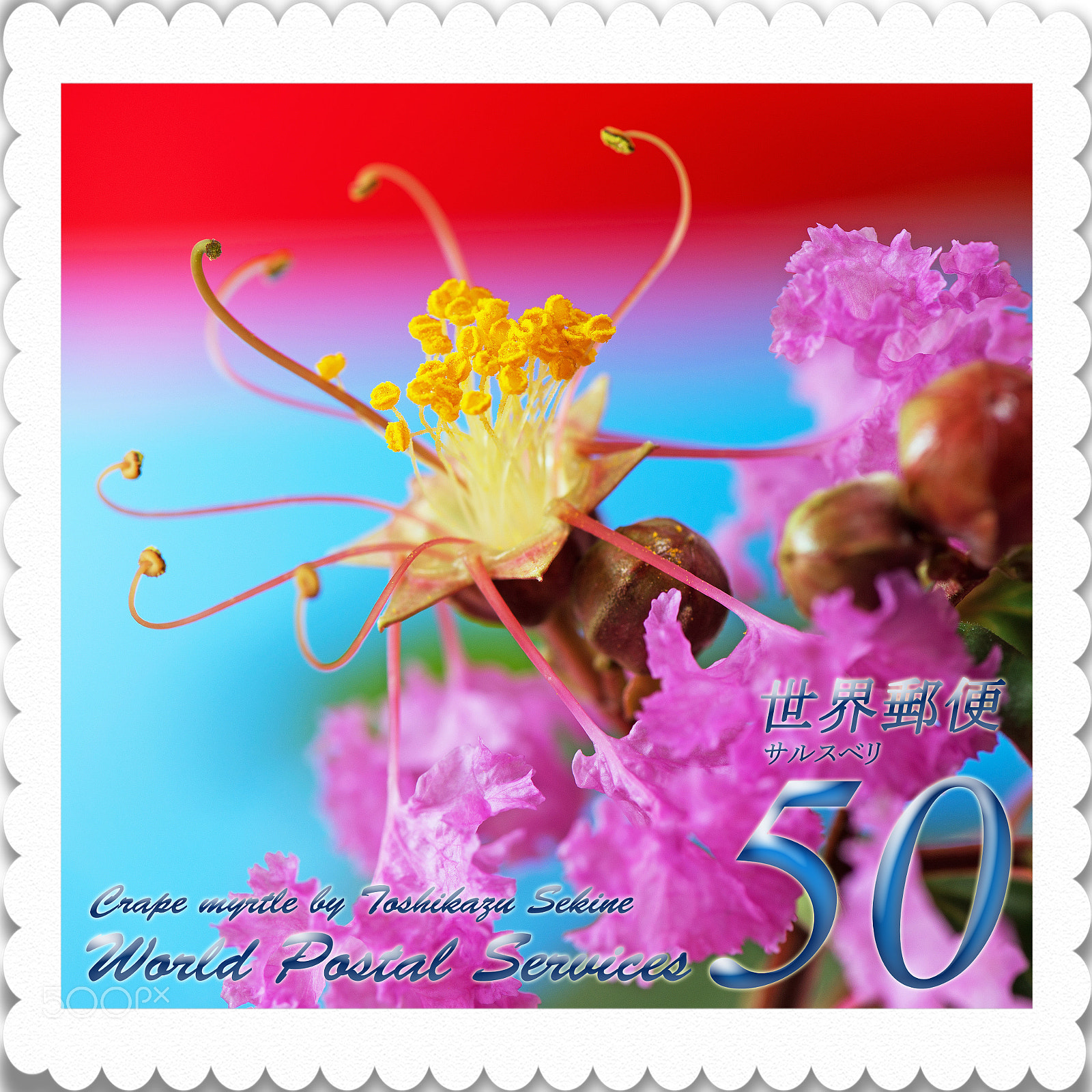 Nikon D800E sample photo. Crape myrtle photography
