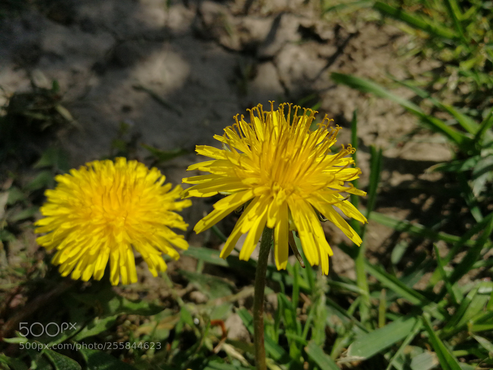 HUAWEI P10 sample photo. Untitled photography