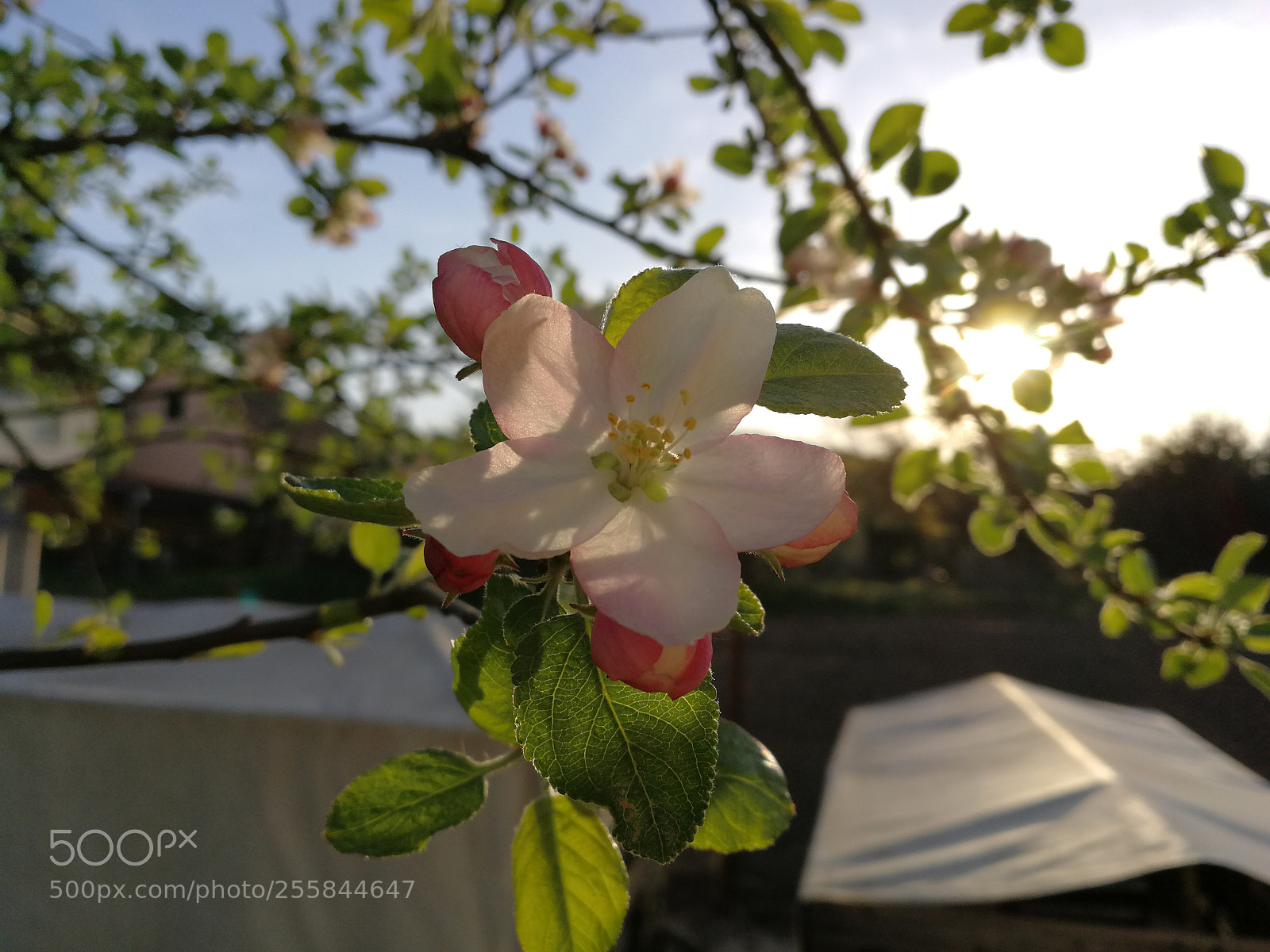HUAWEI P10 sample photo. Untitled photography