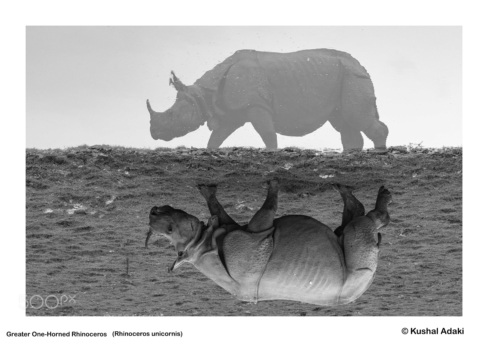 Nikon D500 sample photo. Greater one horned rhinoceros photography