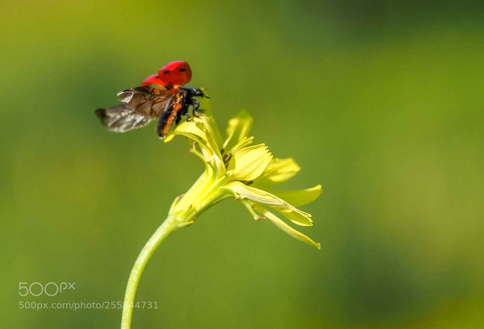 Olympus OM-D E-M1 Mark II sample photo. Ladybug photography