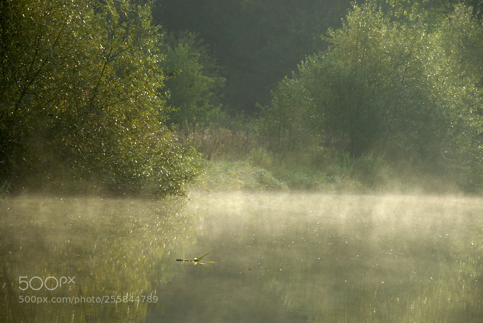 Nikon D80 sample photo. Veils of mist photography