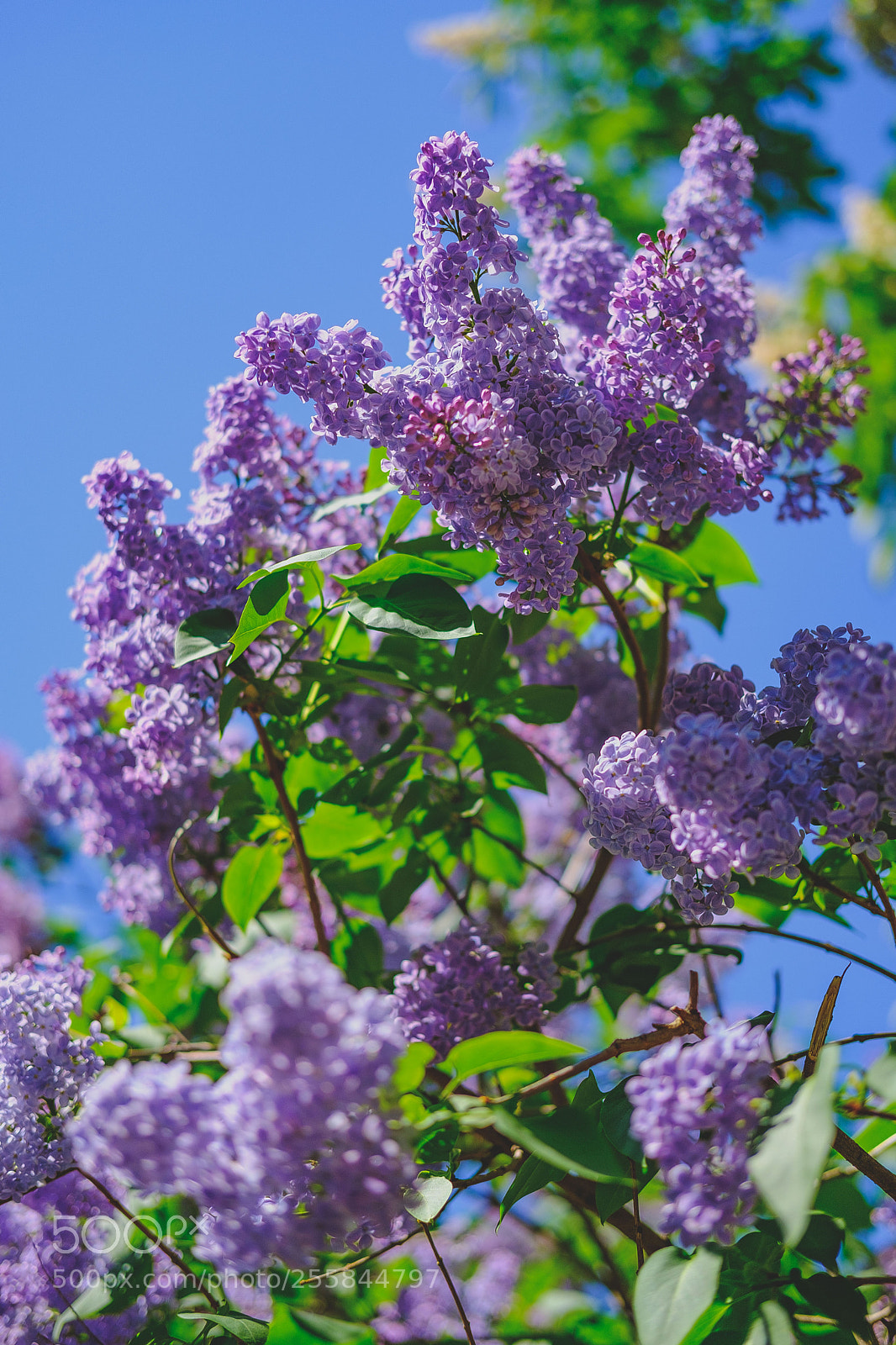 Fujifilm X-T20 sample photo. Flieder ist f r photography