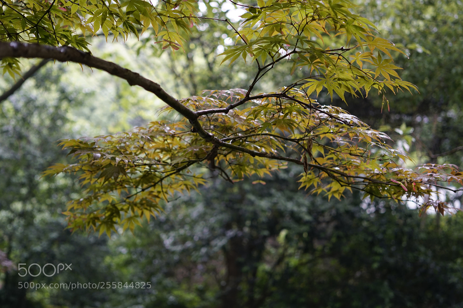 Sony a6000 sample photo. Untitled photography
