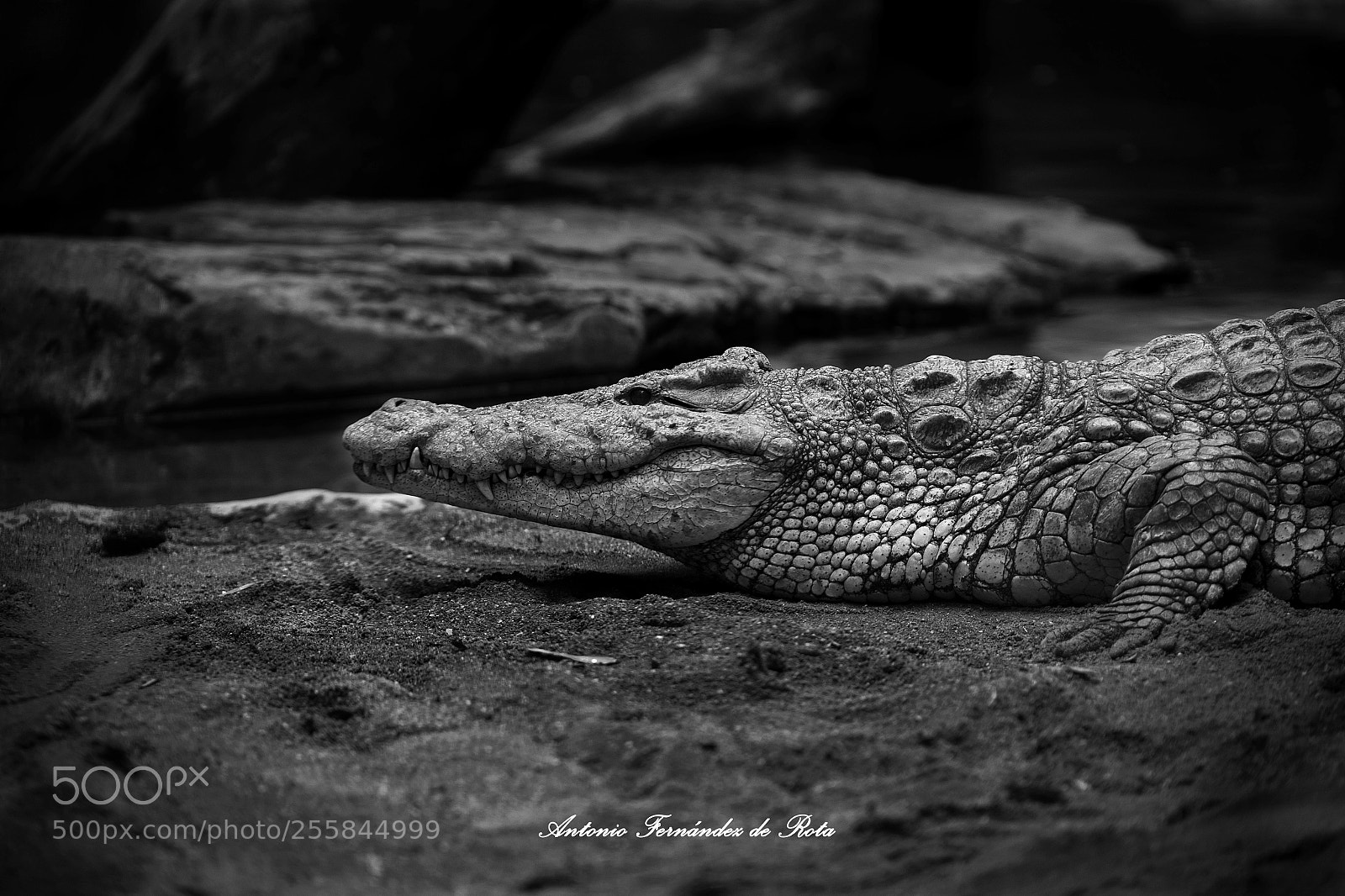 Canon EOS 6D sample photo. Croc photography
