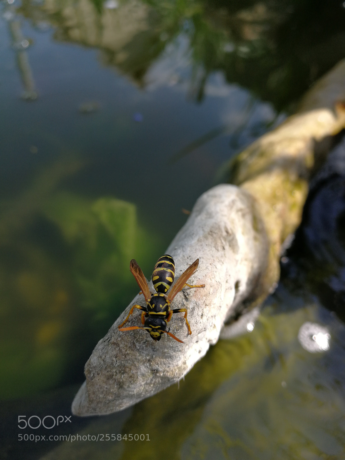 HUAWEI P10 sample photo. Untitled photography