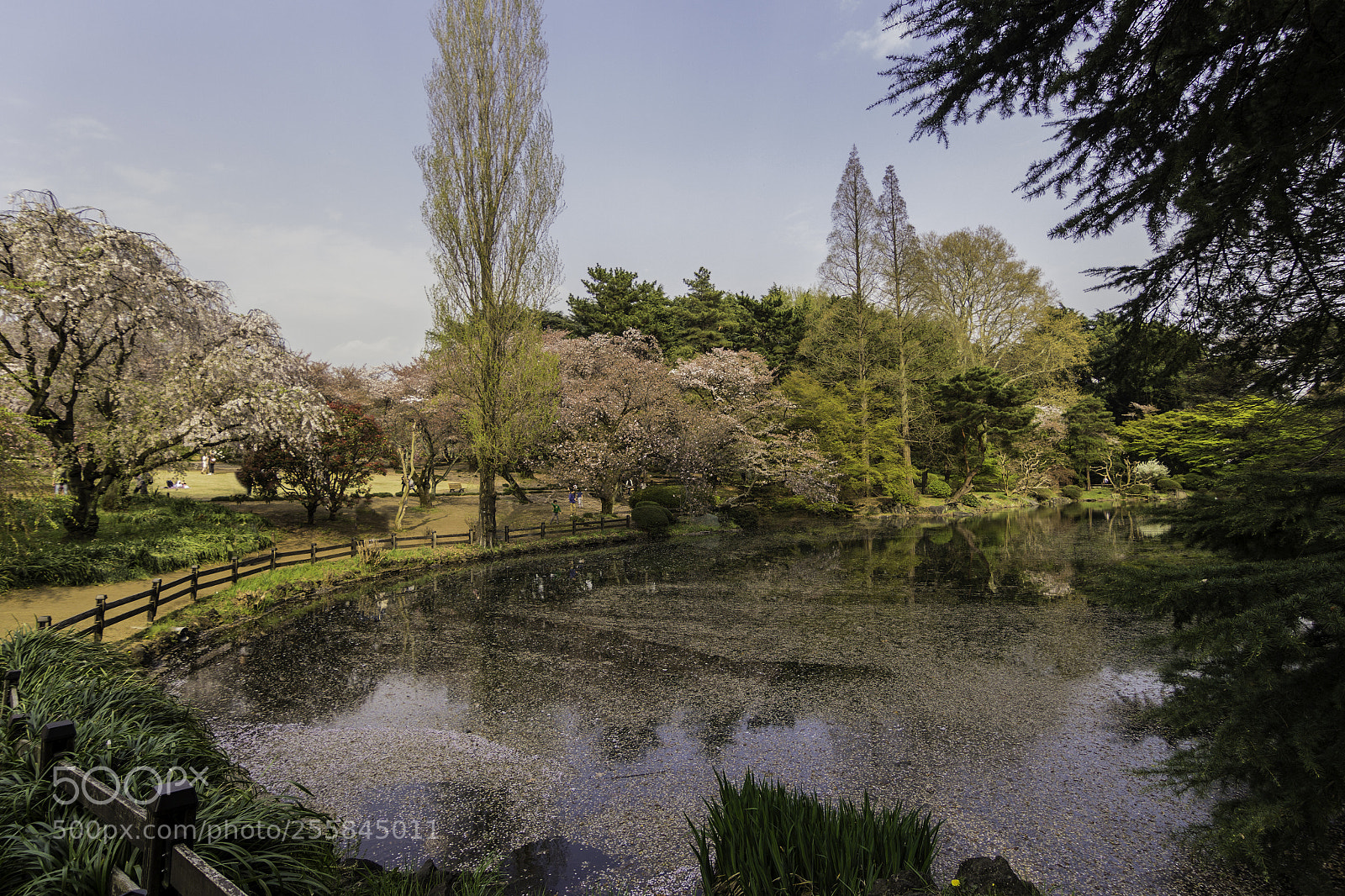 Canon EOS 60D sample photo. Tokyo sakura photography