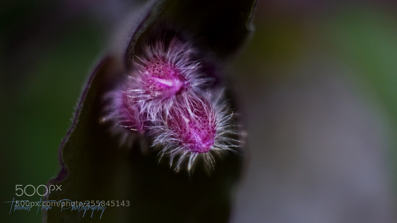 Sony a6000 sample photo. Pink seeds macro photography