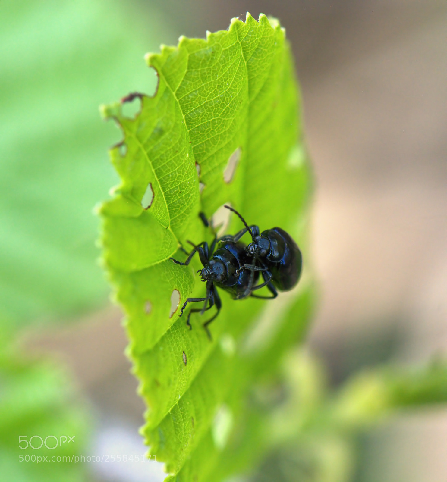 Nikon D5200 sample photo. *** photography