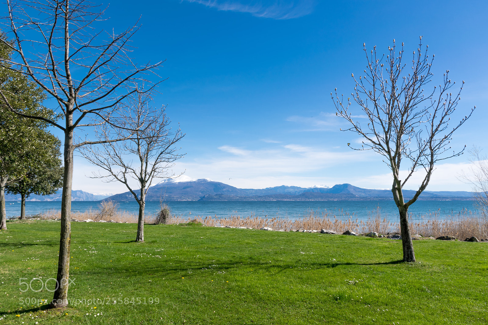 Nikon D5300 sample photo. Three trees photography