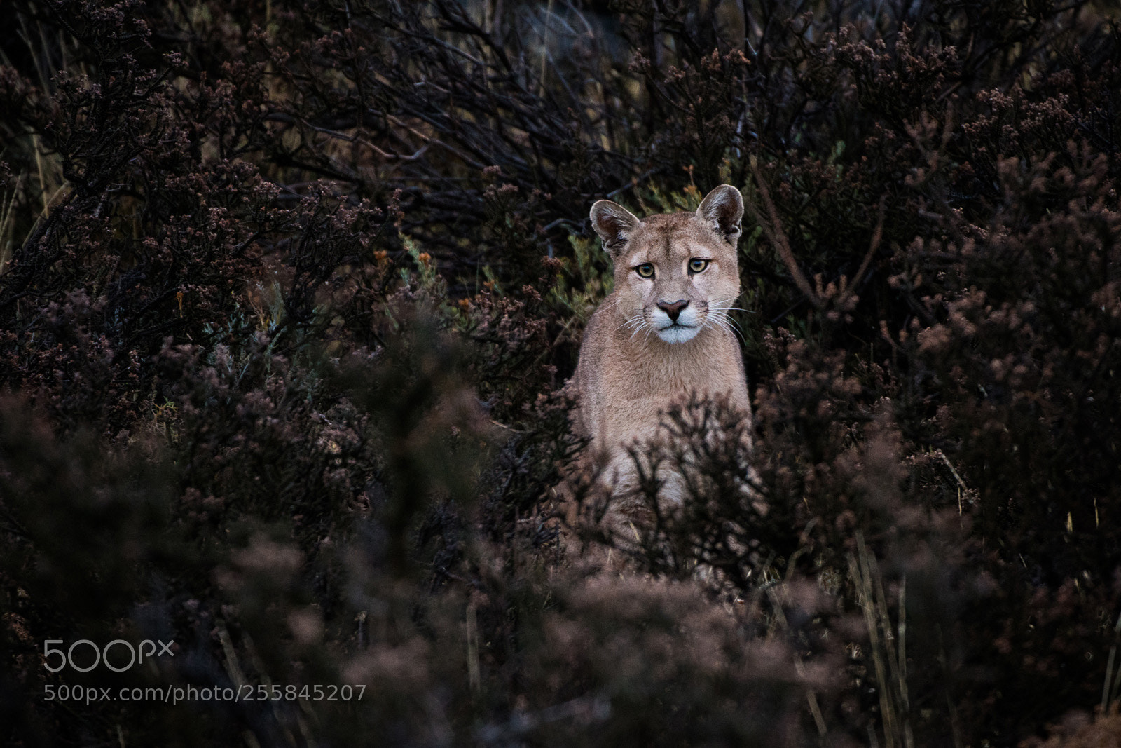 Nikon D500 sample photo. Puma photography