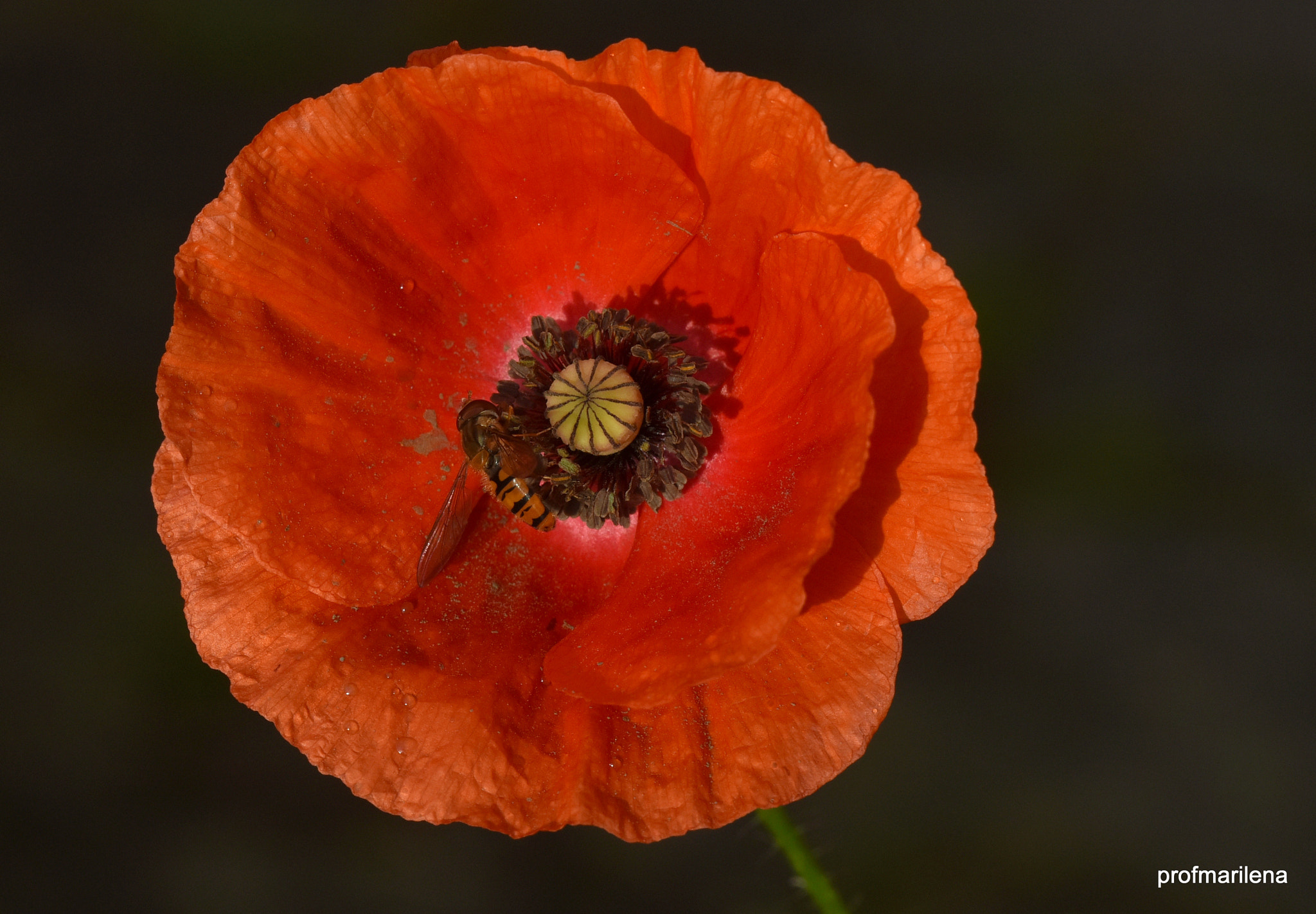 Nikon D810 + Sigma 150mm F2.8 EX DG OS Macro HSM sample photo. Early morning light , poppy with syrphidae photography
