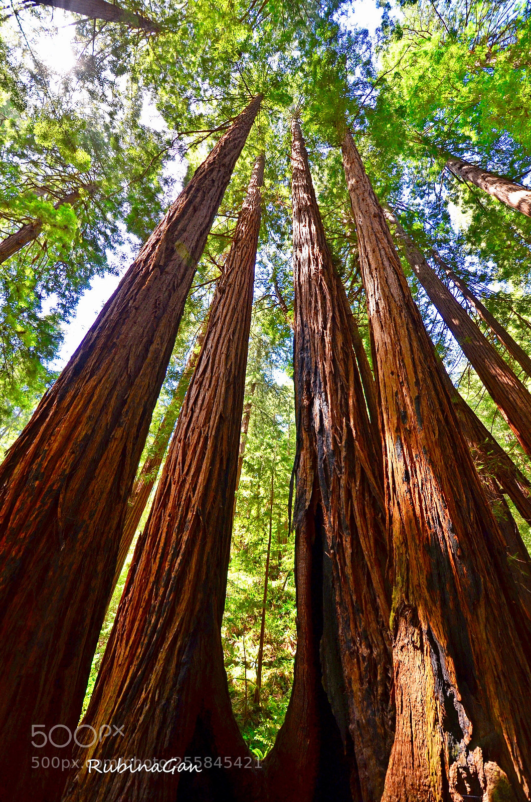 Nikon D7000 sample photo. Towering giants. muir woods photography