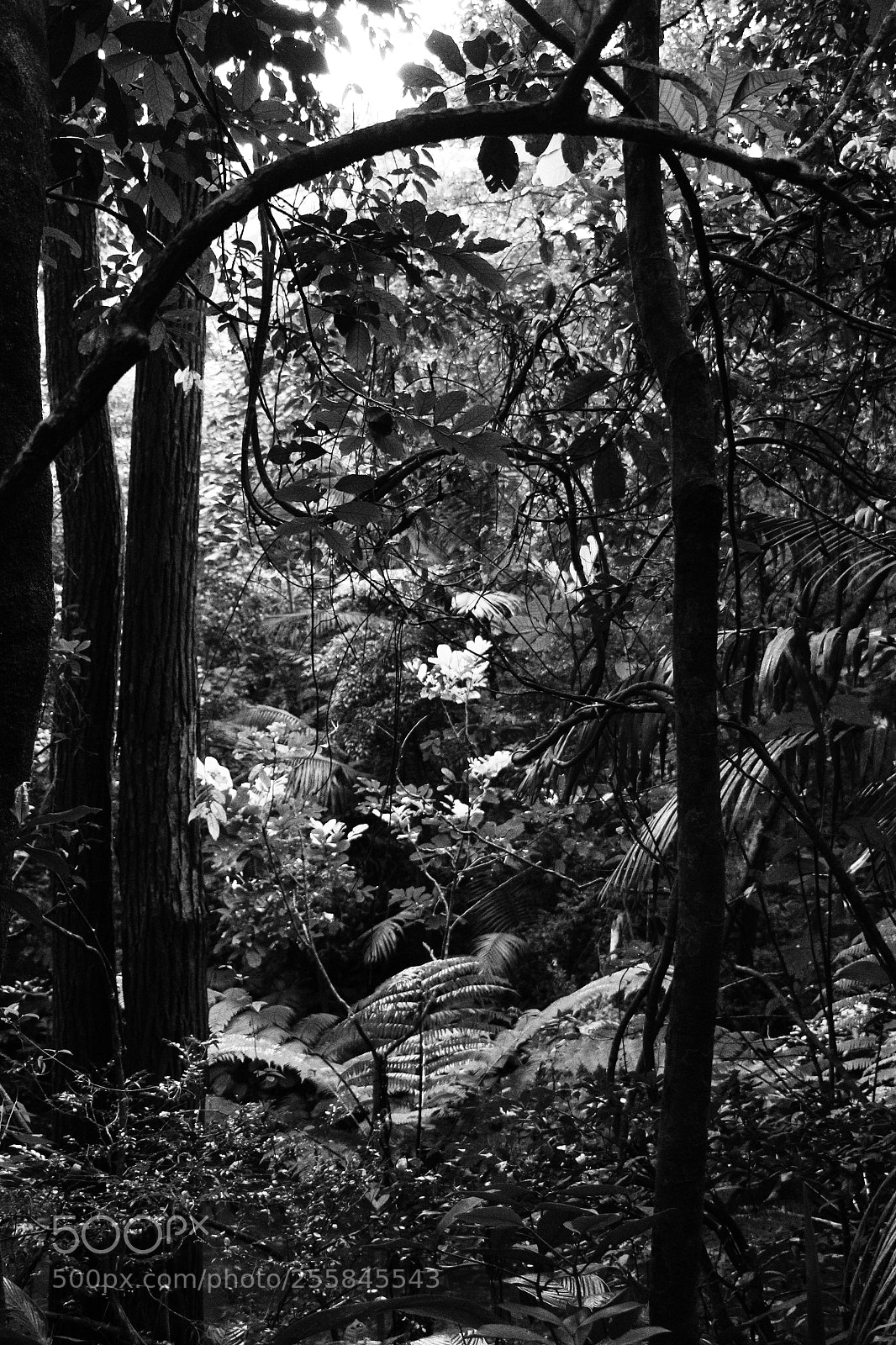 Canon EOS 700D (EOS Rebel T5i / EOS Kiss X7i) sample photo. Trees and light photography