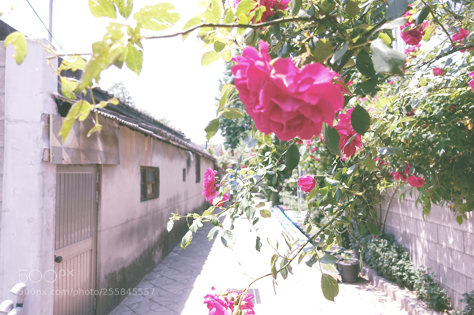 Sony Cyber-shot DSC-RX100 IV sample photo. Flower photography