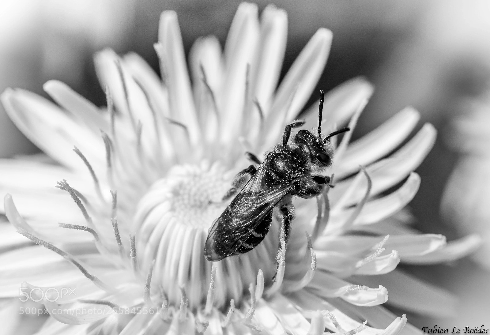 Nikon D7100 sample photo. Spring b&w photography