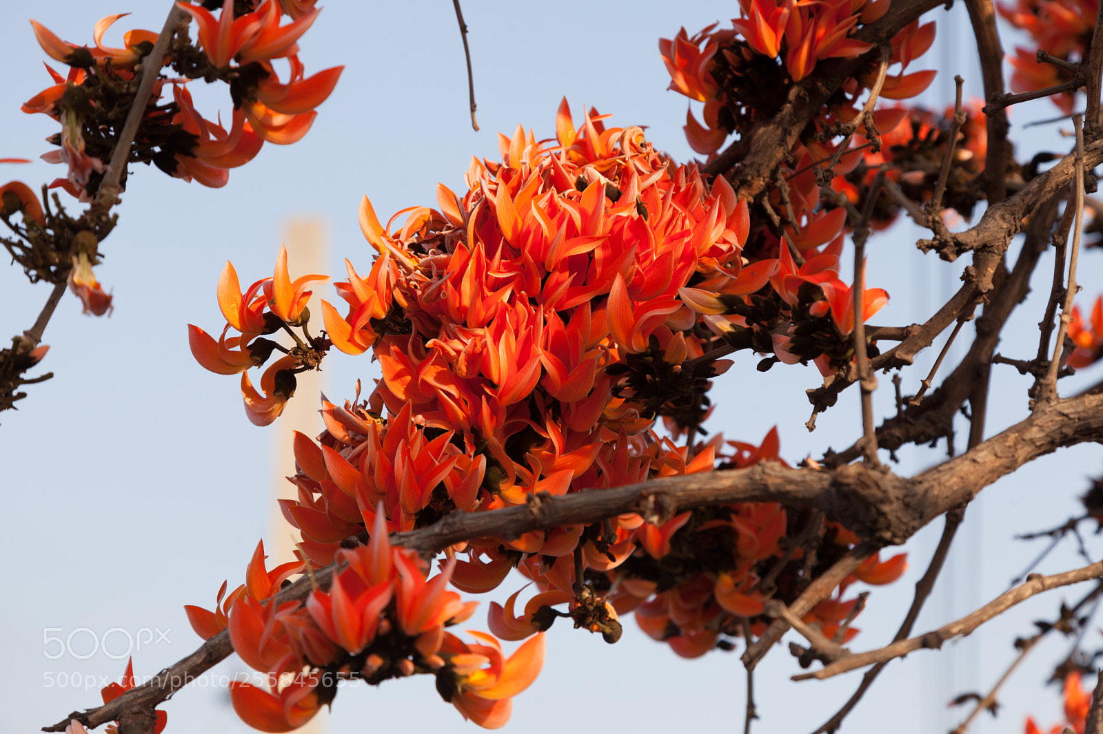 Canon EOS 5D Mark II sample photo. Bunch of flames photography