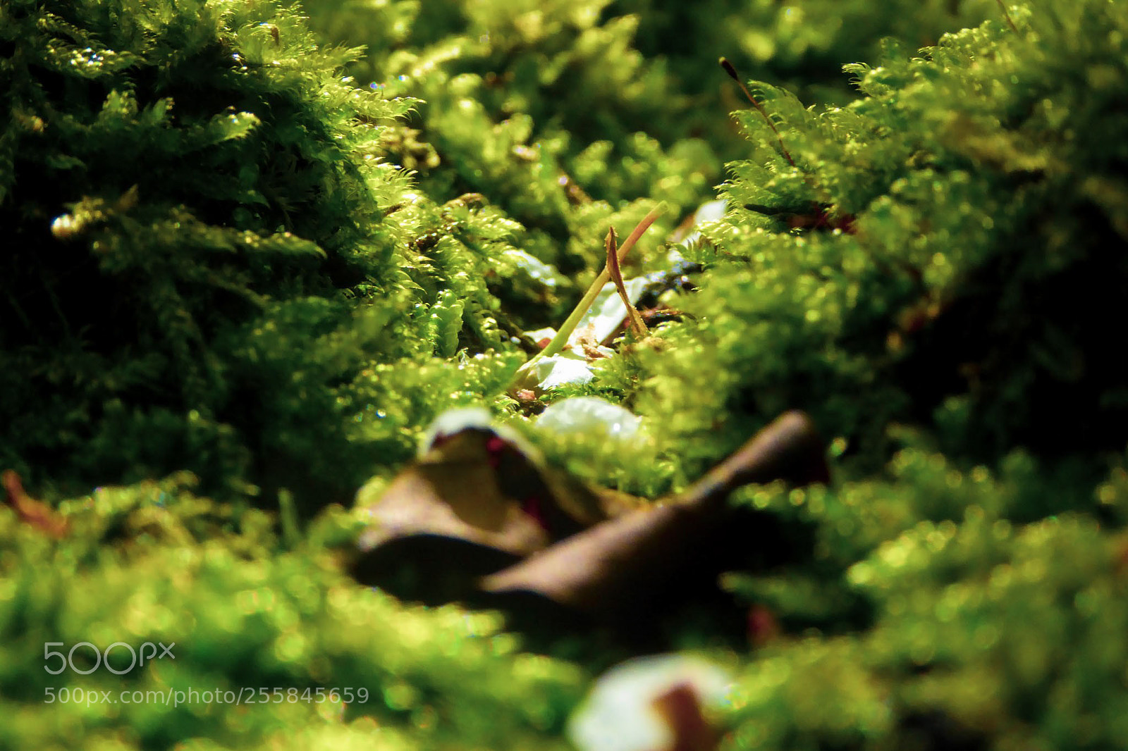 Panasonic DMC-TZ61 sample photo. Blatt im wald photography