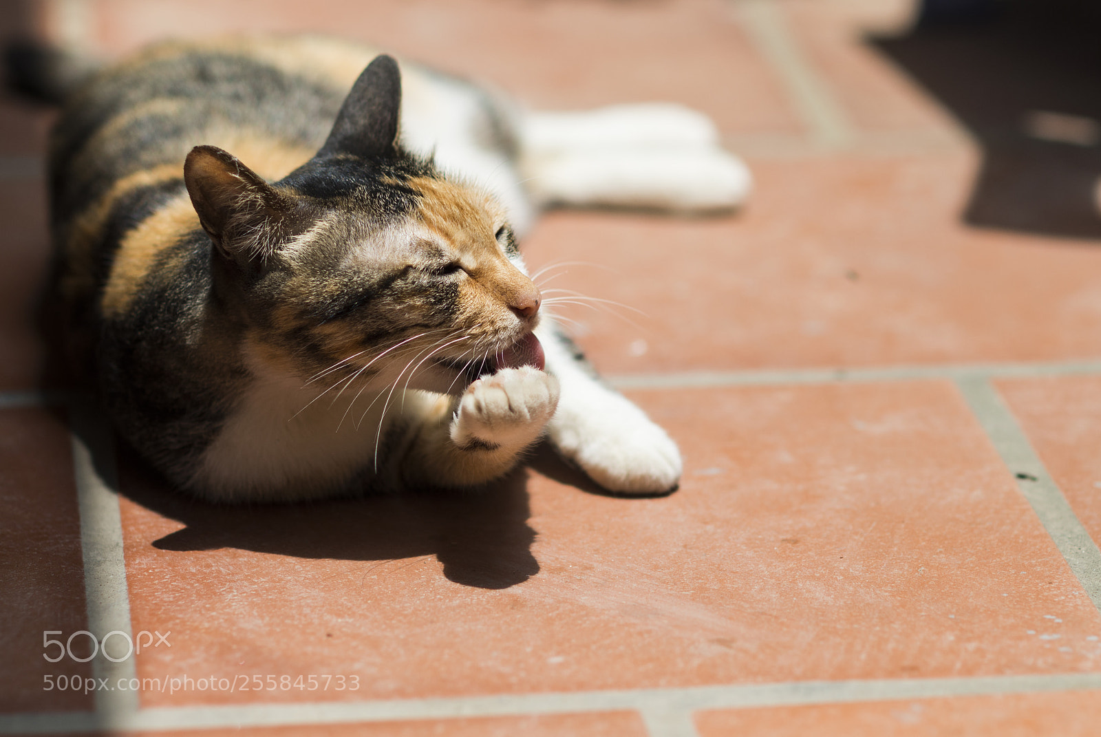 Nikon D600 sample photo. Neko1 photography