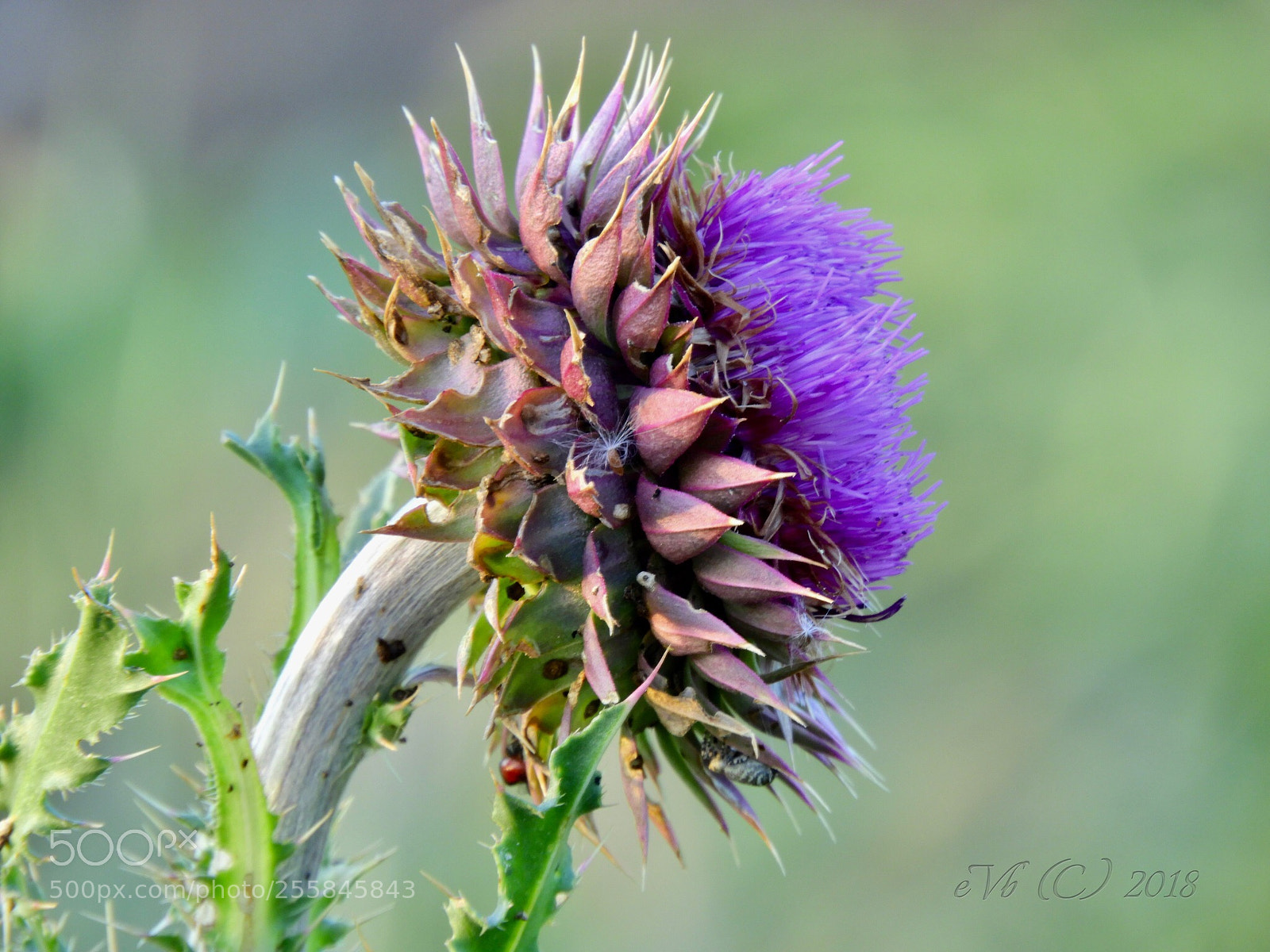 Nikon Coolpix B700 sample photo. Purple thistle flower photography